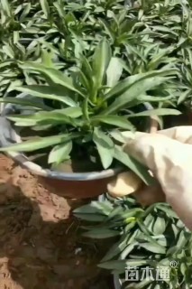 高度10厘米荷兰菊