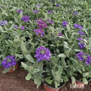 高度18厘米美女樱