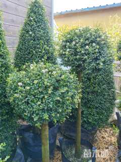 5公分女贞