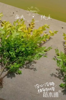 高度40厘米金冠女贞