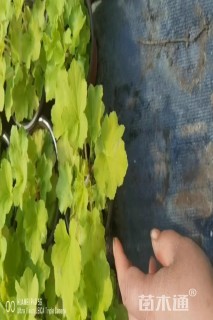 高度10厘米矾根