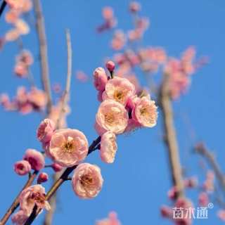 25公分红梅