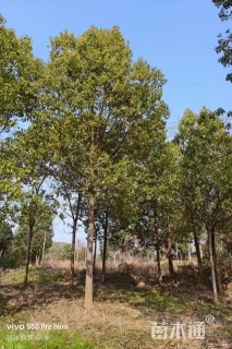 15公分香樟