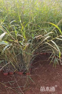 高度60厘米芦苇