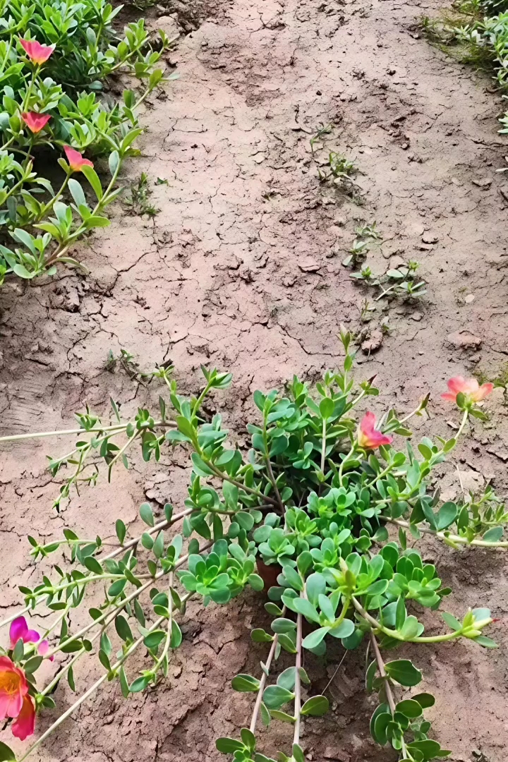 高度10厘米马齿苋