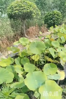 高度10厘米荷花