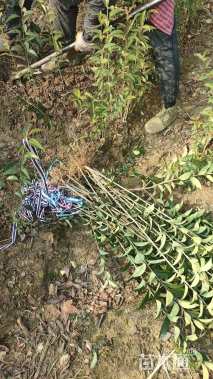 高度100厘米枫香小苗