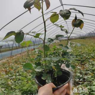 高度30厘米欧洲月季