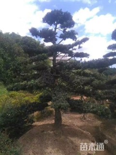 28公分造型罗汉松