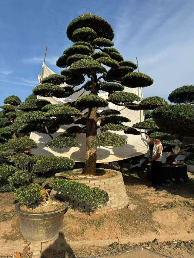 33公分罗汉松