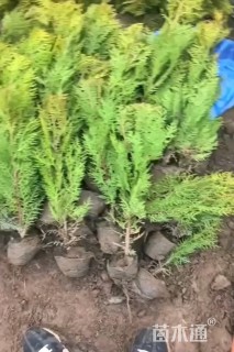 高度50厘米洒金柏