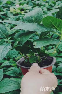 高度30厘米八仙花