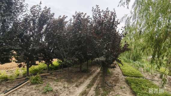 12公分紫叶李