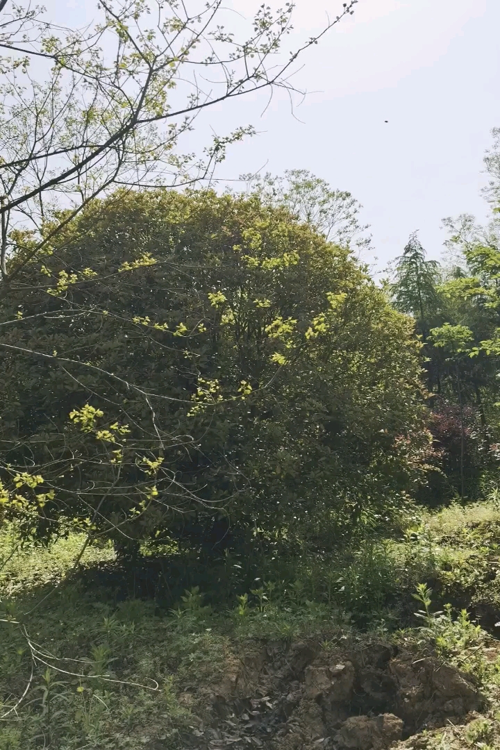 20公分桂花