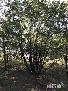 高度200厘米丛生蒙古栎