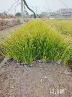 高度35厘米金叶石菖蒲