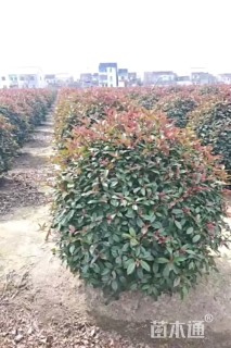 冠幅80厘米红叶石楠球