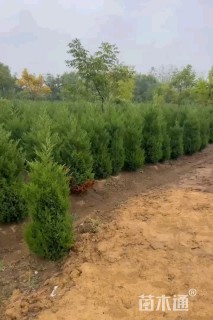 高度100厘米蜀桧