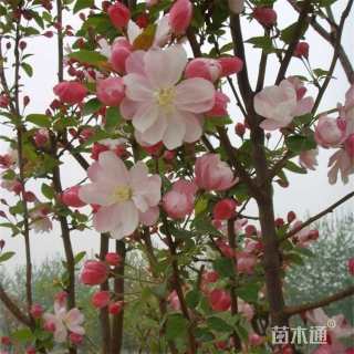 15公分西府海棠