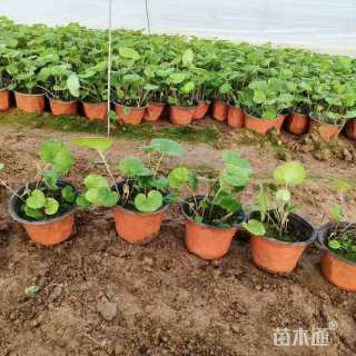 高度28厘米大吴风草