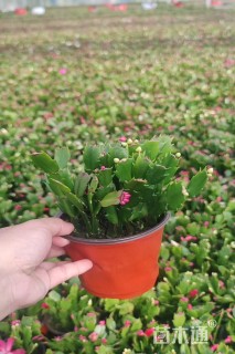 高度20厘米蟹爪兰
