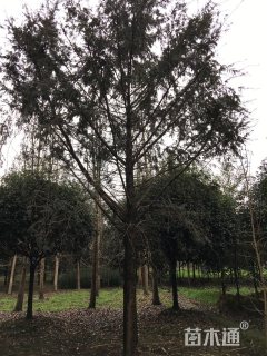 20公分南方红豆杉