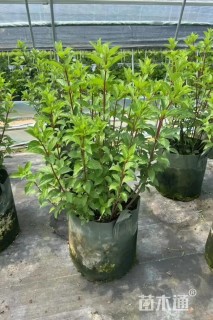 高度60厘米绣球荚蒾