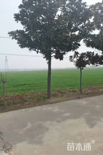 12公分广玉兰