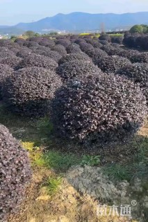 冠幅150厘米红花继木球