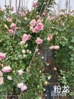 150厘米藤本月季