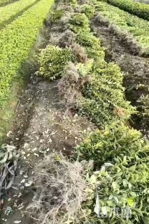 高度40厘米金边黄杨