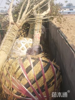 25公分法桐