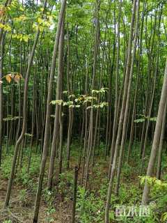 5公分黄山栾树