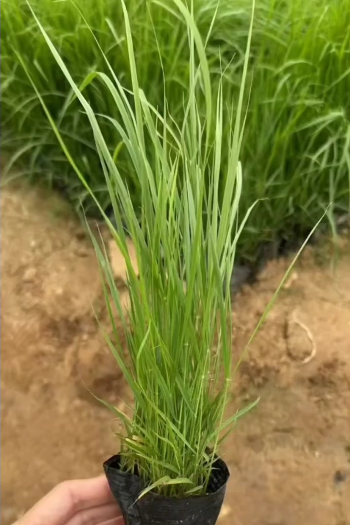 高度25厘米画眉草