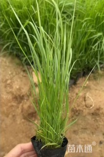 高度25厘米画眉草