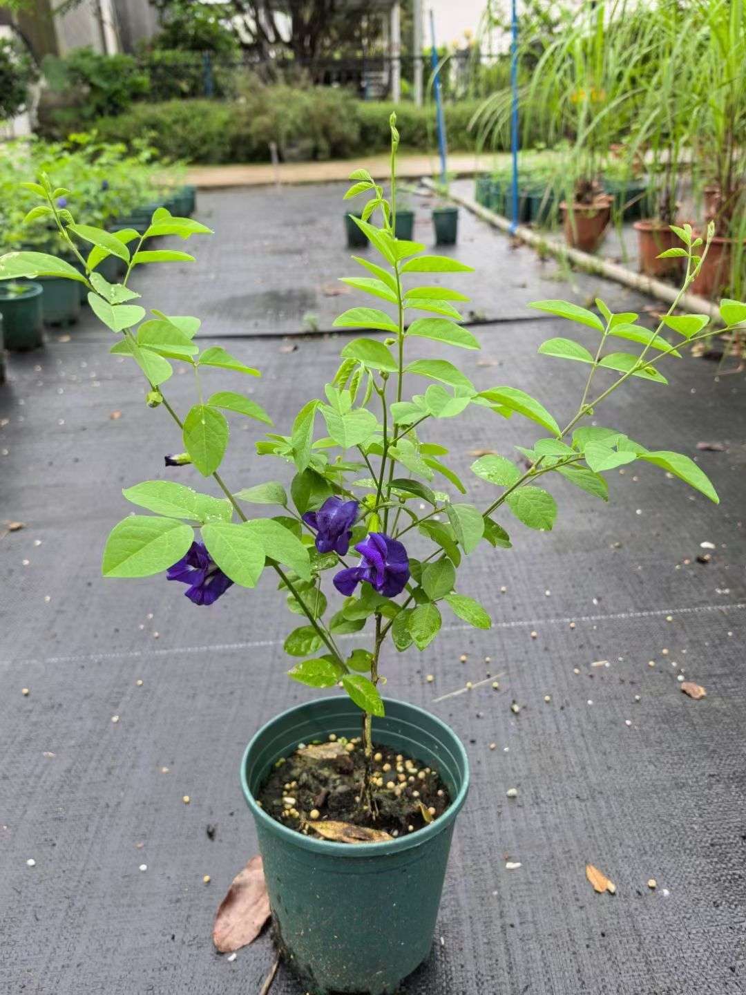 高度50厘米蝴蝶花