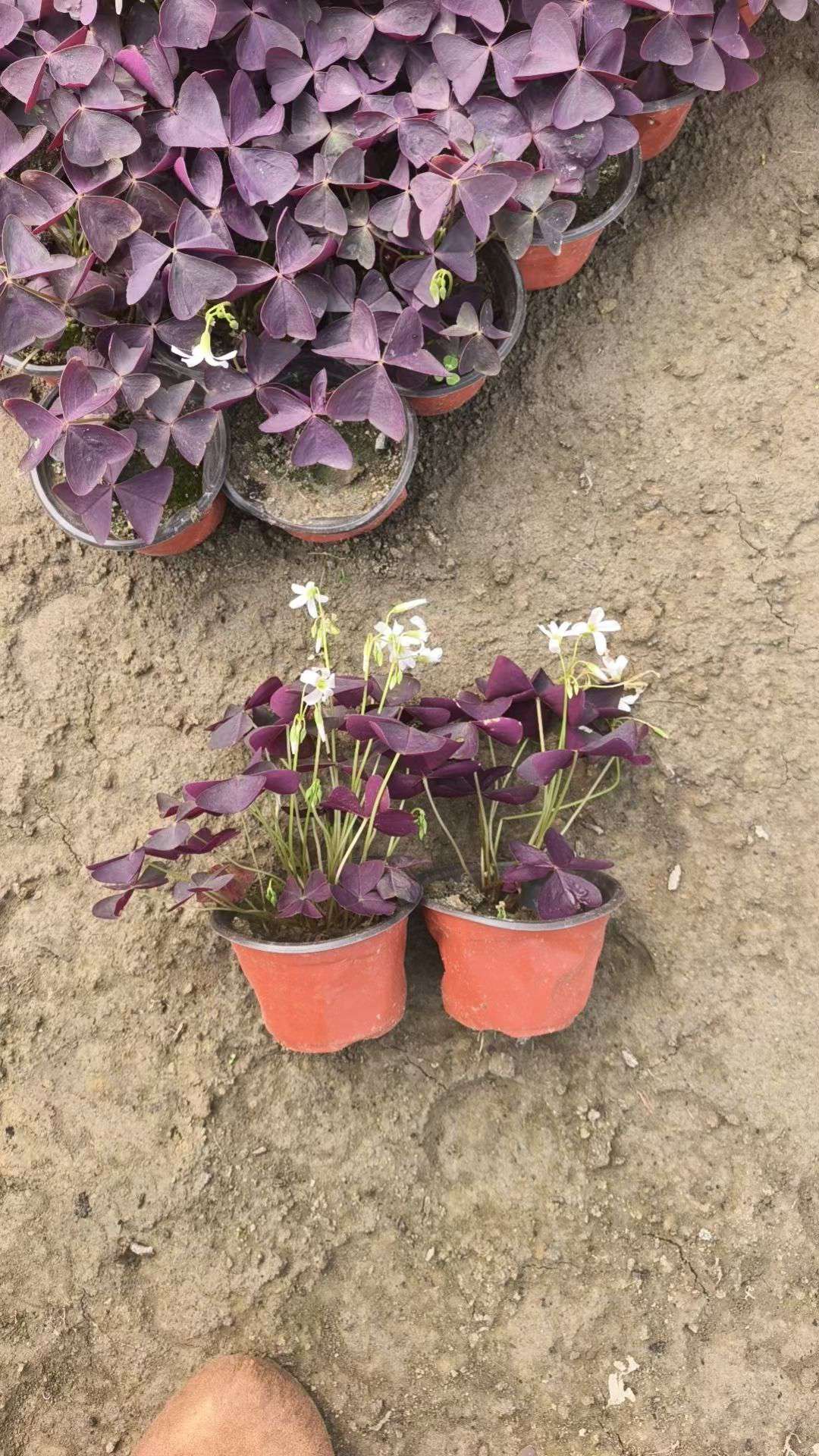 高度5厘米紫花酢浆草