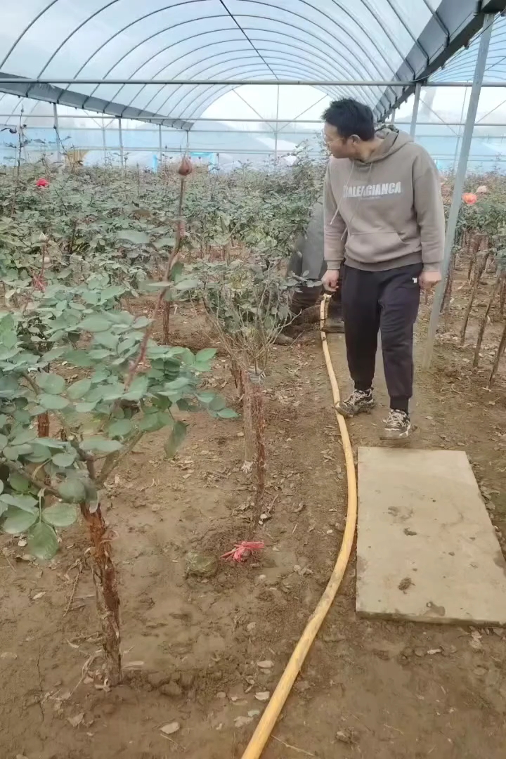 3公分树状月季