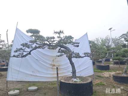 13公分造型黑松