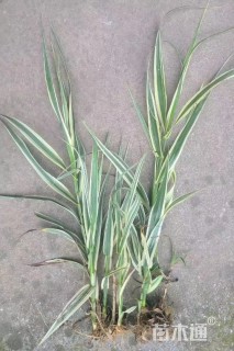 高度25厘米花叶芦竹