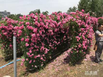 高度180厘米月季