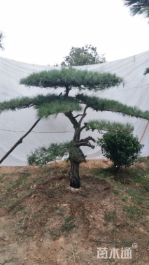 15公分泰山松