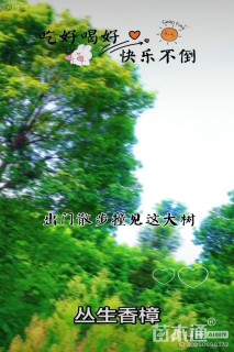 65公分(3杆)丛生香樟