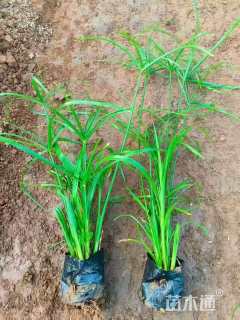 高度50厘米风车草