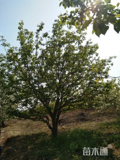 20公分八棱海棠