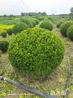 冠幅180厘米瓜子黄杨球