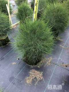 1公分木麻黄