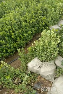 高度30厘米中叶栀子