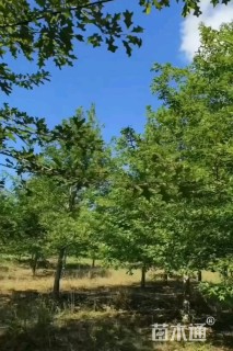 16公分柳叶栎