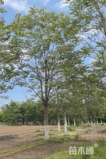 18公分千头椿